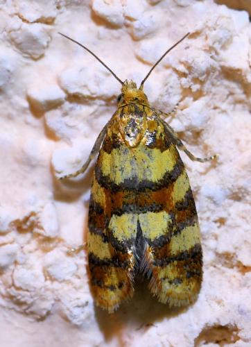 Aethes tesserana